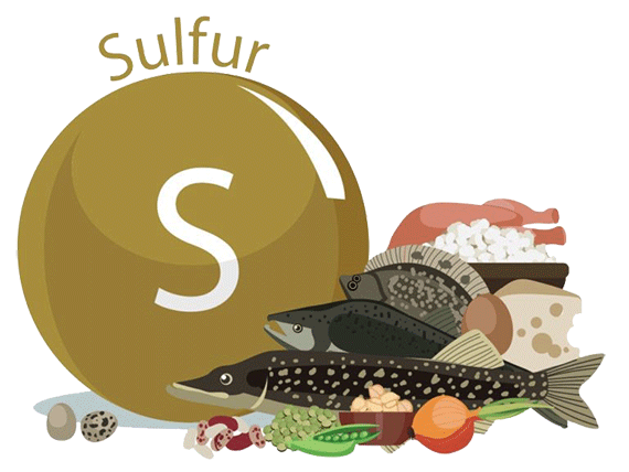 Ilustración del elemento azufre (S) rodeado de alimentos que contienen azufre de forma natural, incluyendo pescado, huevos, legumbres, verduras y mariscos.
