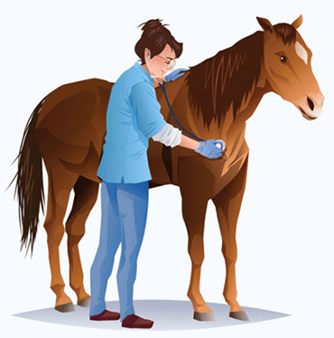 vet-horse-haarlem-oil