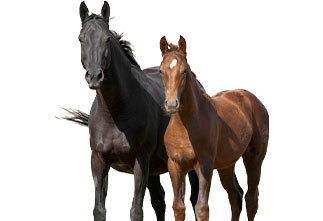 2 garrafas de 200ml de 20 doses