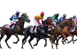 24 garrafas de 210ml de 14 doses